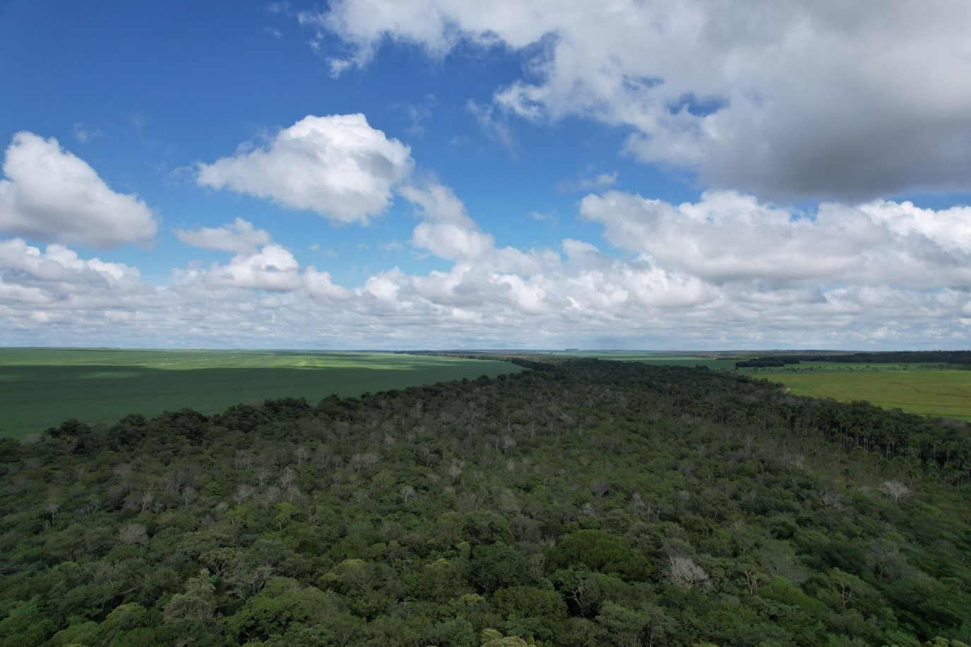 CONSERV protege mais de 3 mil hectares de vegetação nativa no Maranhão