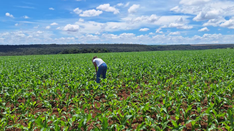 Consórcio Reg.IA avança no segundo ano e amplia adoção de práticas regenerativas no campo